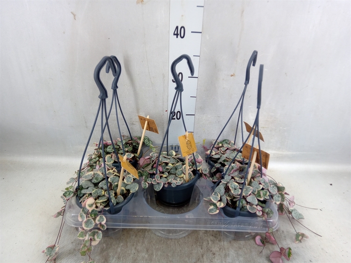 <h4>Ceropegia Woodii 'variegata'</h4>