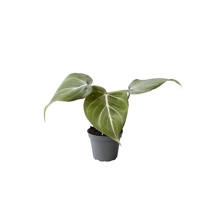 <h4>Philodendron Gloriosum 6Ø 15cm</h4>