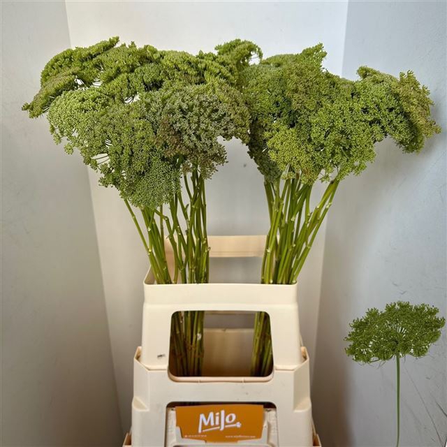 <h4>AMMI VIS GREEN MIST</h4>