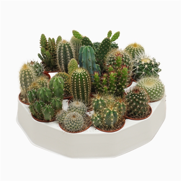 <h4>Cactus mix 5,5 cm. in ronde tray</h4>
