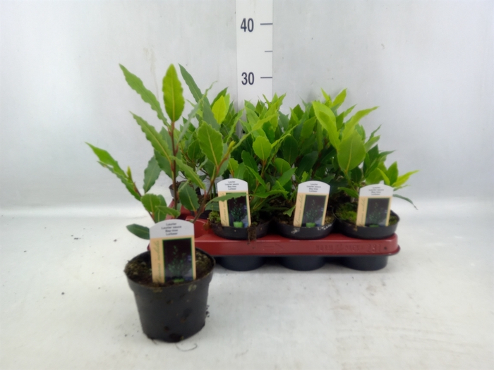 <h4>Laurus Nobilis</h4>