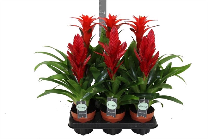 <h4>Bromelia   ...</h4>