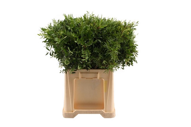 <h4>Leaf pistacia per bunch</h4>