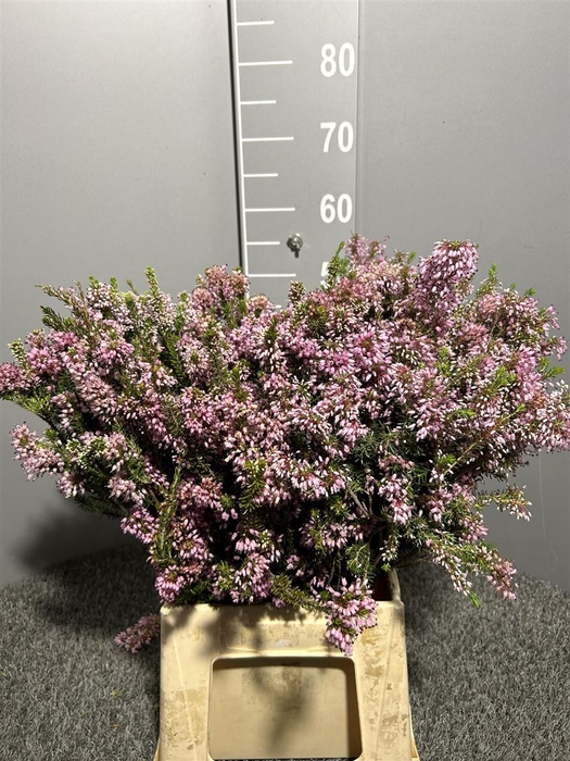 <h4>Erica Double</h4>
