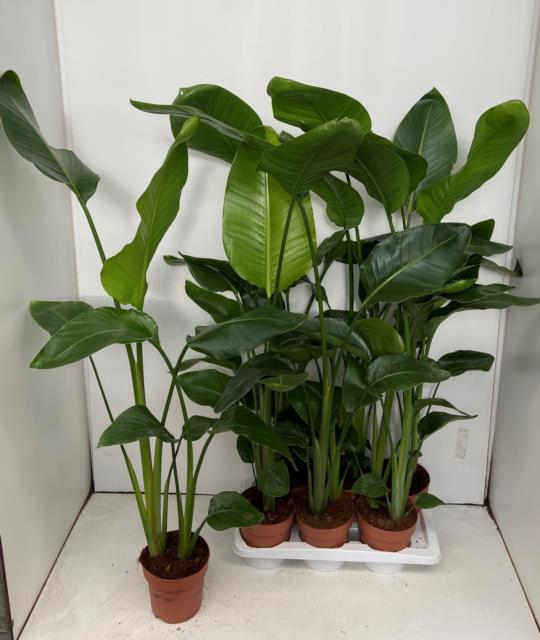 <h4>STRELITZIA NICOLAI</h4>