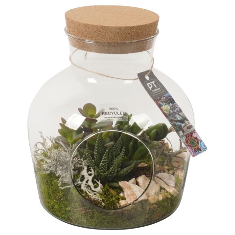 <h4>PTSU4549 Arrangementen succulenten</h4>
