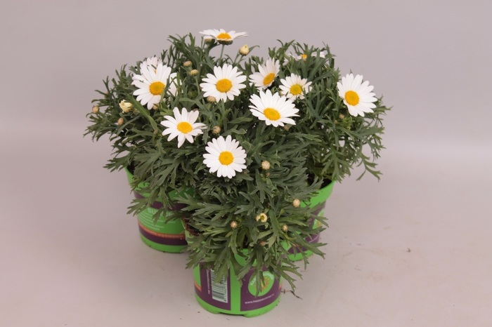 <h4>Argyranthemum Aramaris Mega White</h4>
