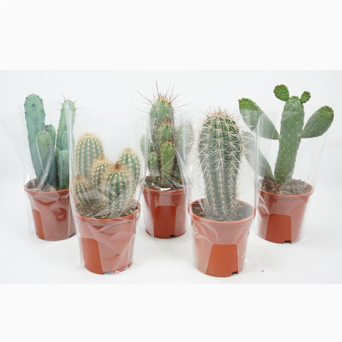 <h4>Cactus ...mix</h4>