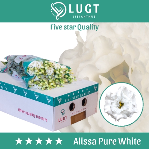 <h4>Eust. Alissa Pure White 850</h4>