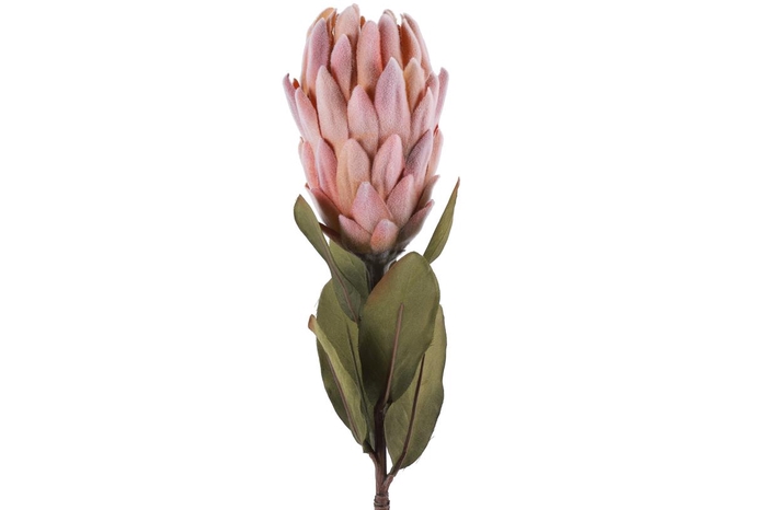 <h4>Af Protea L61cm Roze</h4>