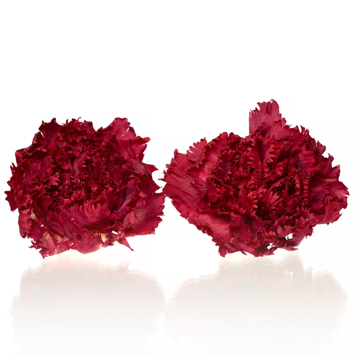 <h4>Carnation (anjer) Red 4,5-5cm</h4>