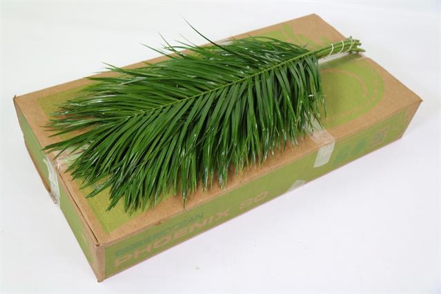 <h4>Leaf phoenix roebelenii vacuum Green Ocean</h4>