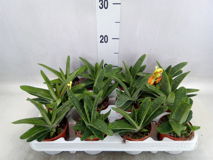 <h4>Gasteria  'Little Warty'</h4>