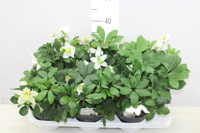 <h4>Helleborus Ni Advent Star 15+</h4>