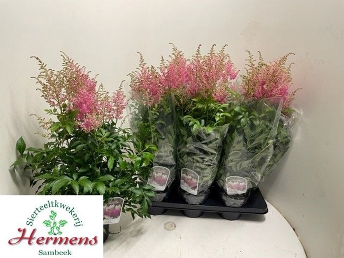 <h4>Astilbe overig</h4>