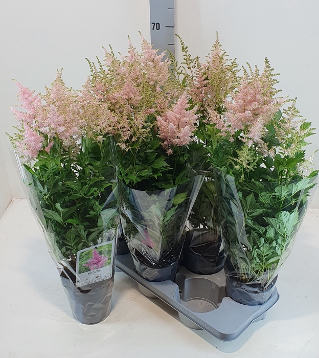 <h4>Astilbe J Peach Blos</h4>
