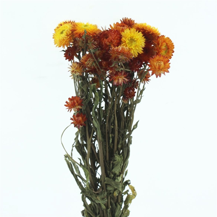<h4>Dried Helichrysum Oranje</h4>