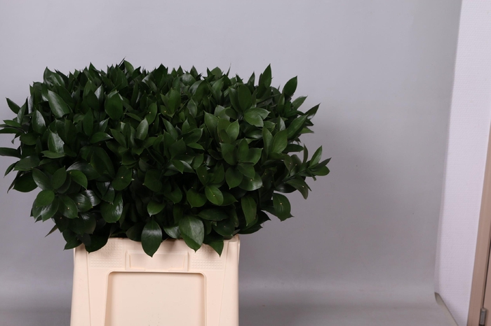 <h4>Leaf ruscus</h4>
