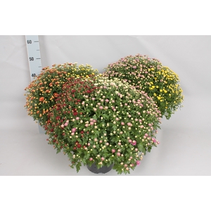 Bolchrysant jasoda  Trio 3 kleuren per pot