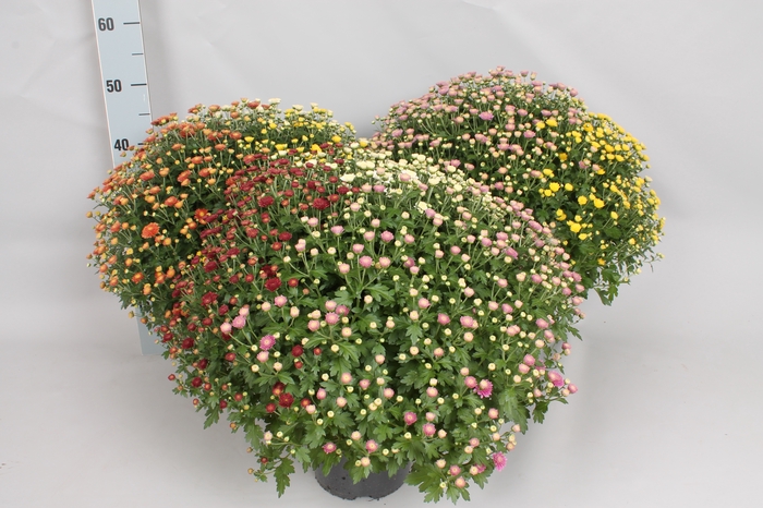 <h4>Bolchrysant jasoda  Trio 3 kleuren per pot</h4>