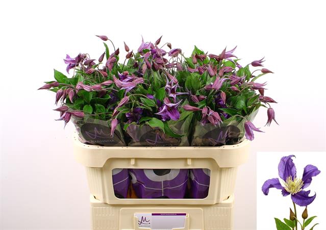 <h4>Clematis pirouette</h4>