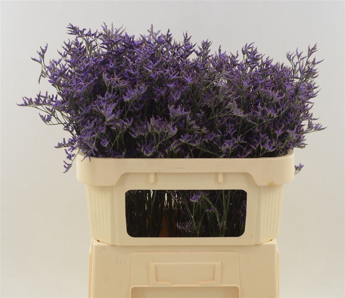 <h4>Limonium Safora Dark Blue</h4>