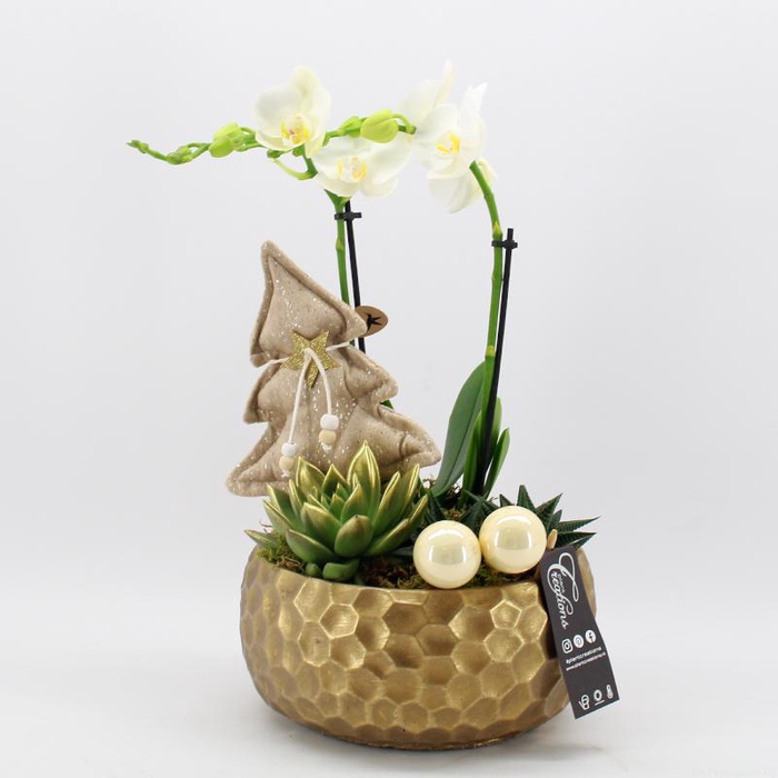 <h4>PHALXM-2316 Phalaenopsis Xmas</h4>