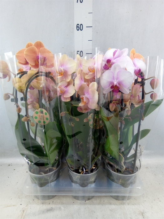 <h4>Phalaenopsis 'elegant Cascade'</h4>