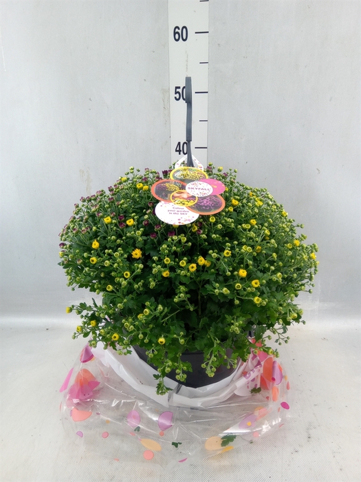 <h4>Chrysanthemum 'skyfall' ..mix</h4>