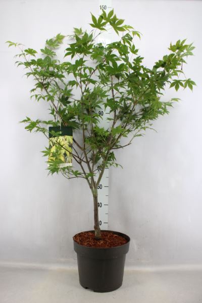 <h4>Acer palmatum 'Osakazuki'</h4>