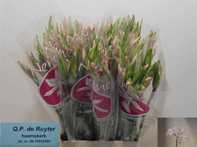 <h4>Nerine bowdenii sofie</h4>