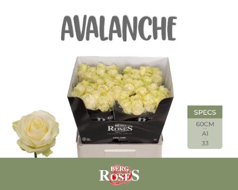 <h4>Rosa la avalanche+</h4>