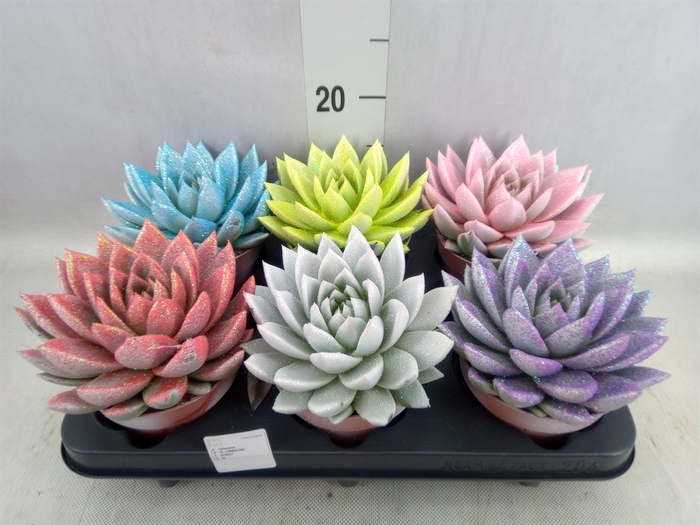 <h4>Echeveria  'Miranda'</h4>