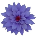 <h4>Dahlia vio-01</h4>
