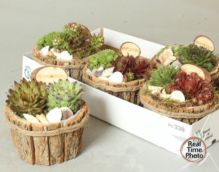 <h4>Arrangementen Sempervivum</h4>