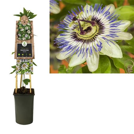 <h4>Passiflora Caerulea</h4>