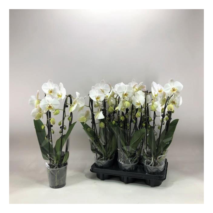 <h4>Phalaenopsis Elegans Cascade 12Ø 40cm 2st 16fl</h4>