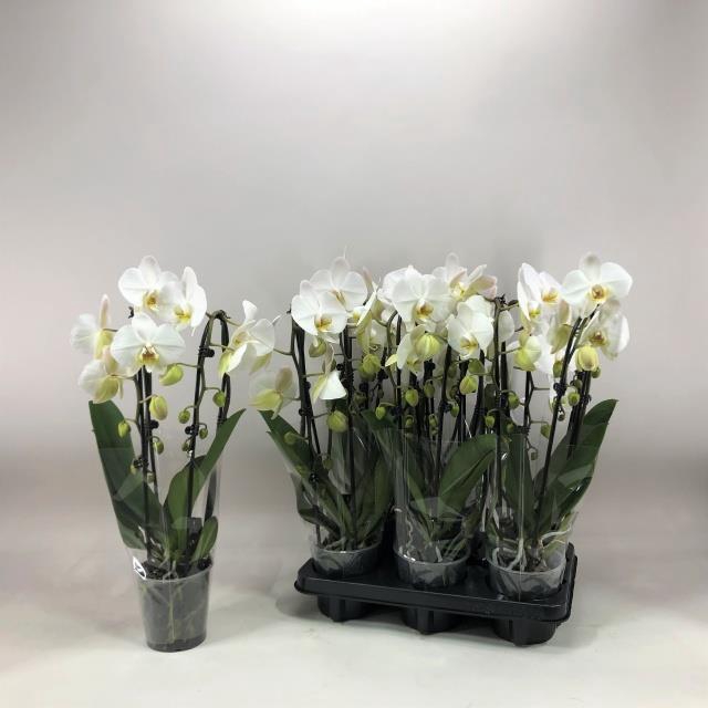 <h4>PHAL EL CASCADE</h4>