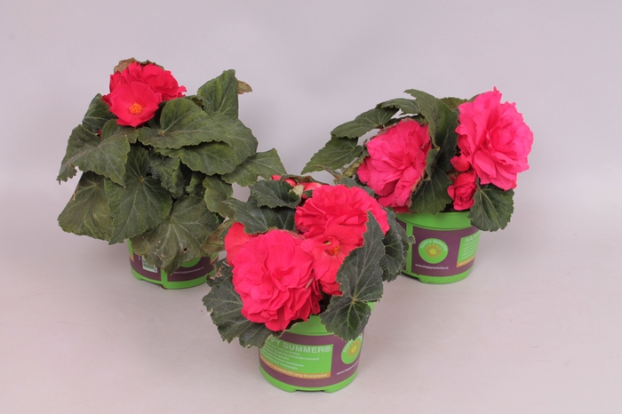 <h4>Begonia Tub. Deep rose</h4>