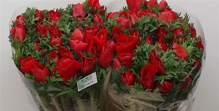 <h4>Anemone Red</h4>