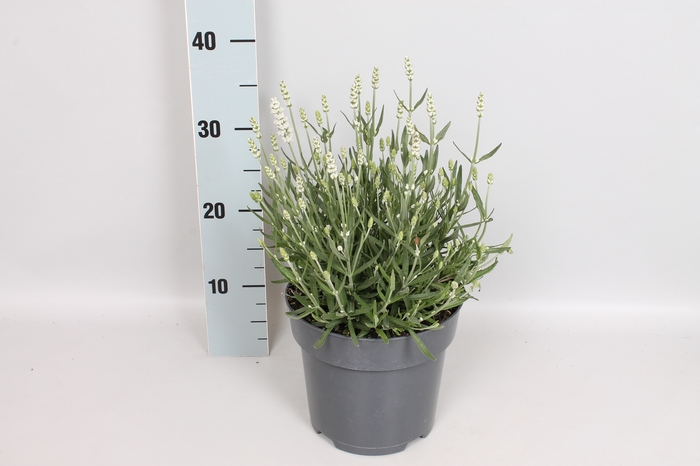 <h4>vaste planten 19 cm  Lavandula ang. White</h4>