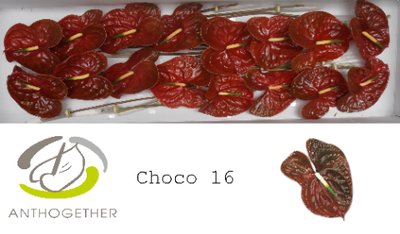 <h4>Anthurium choco</h4>