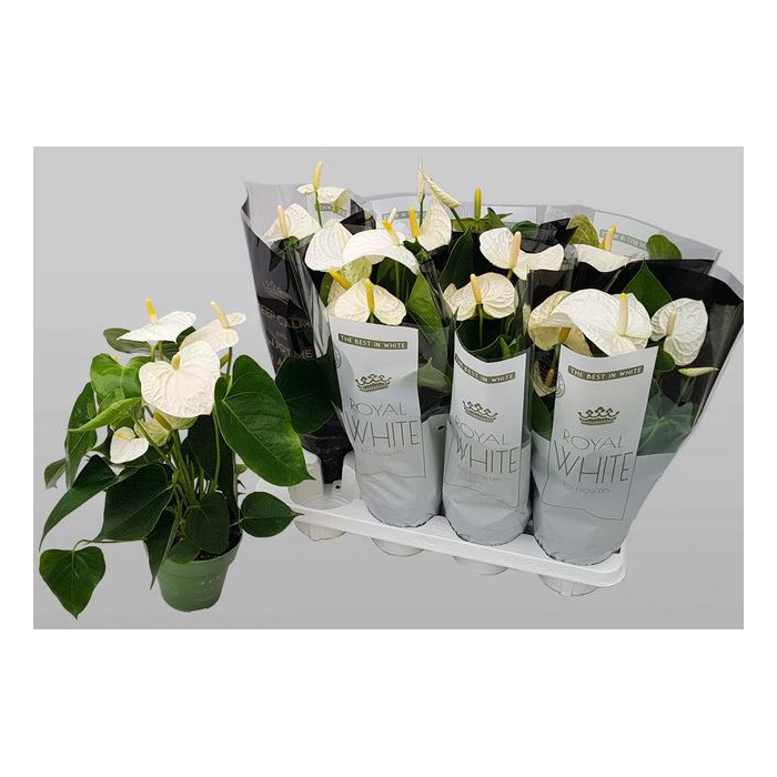 <h4>Anthurium Montana 14Ø 50cm 5fl</h4>