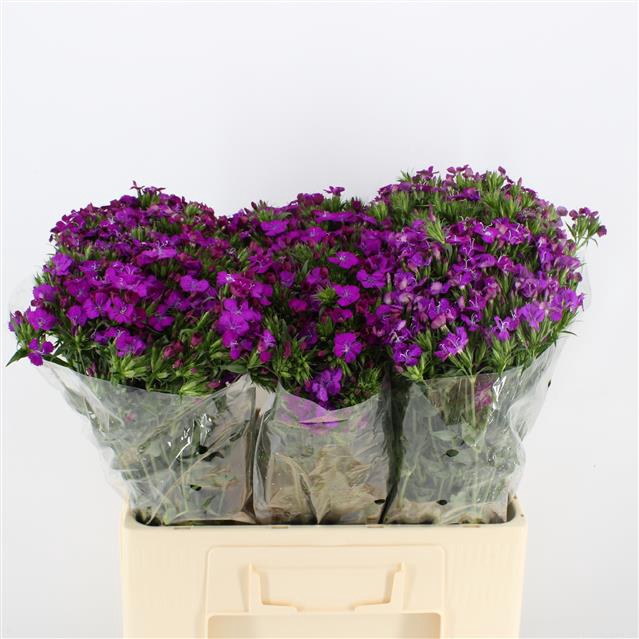 <h4>Dianthus br amazone neon purple</h4>
