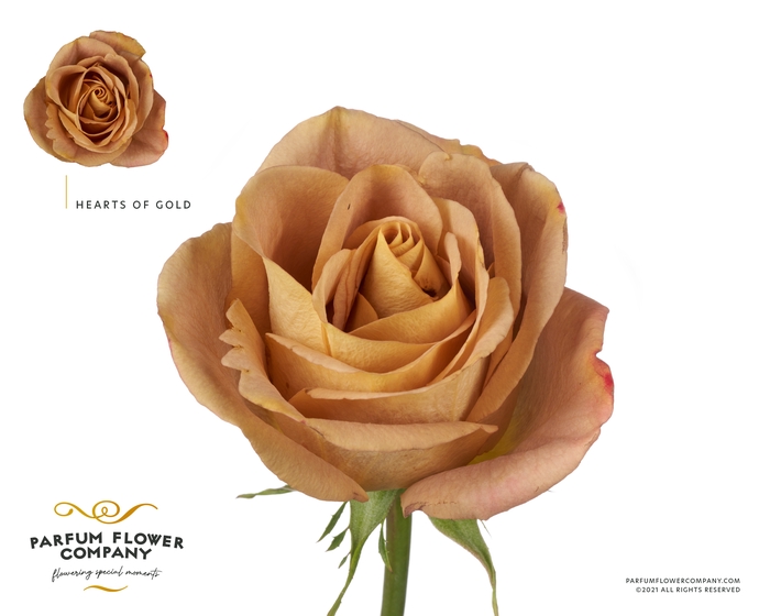 <h4>Rosa Premium Hearts of Gold</h4>
