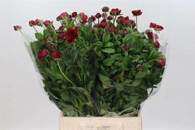 <h4>Ranunculus butterfly hades</h4>