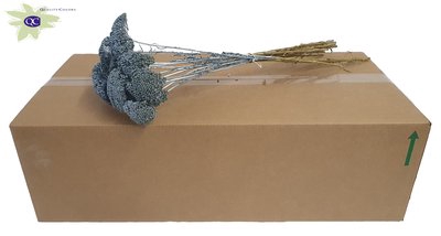 <h4>Achillea per stem unselected metallic blue</h4>