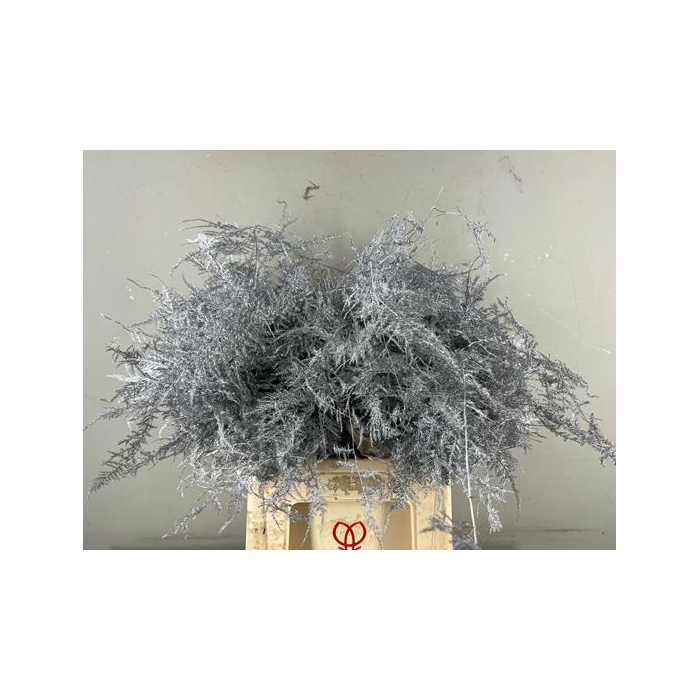 <h4>Asp. Ex Veren Silver It</h4>