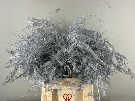 <h4>Asp. Ex Veren Silver It</h4>
