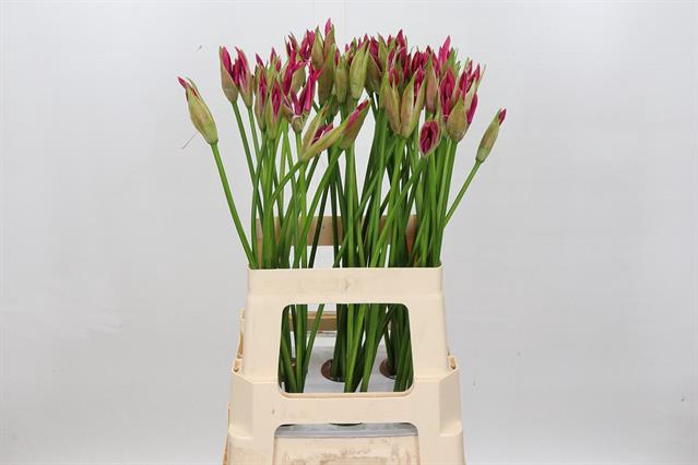 <h4>Nerine bowdenii ras van roon</h4>